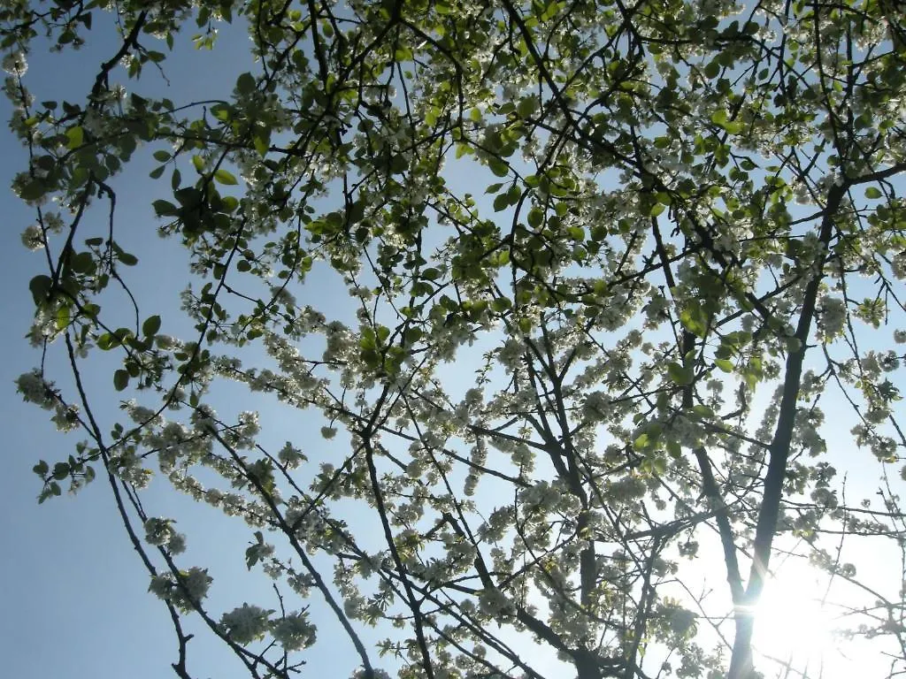 Het Groene Bed Oirschot Nederland